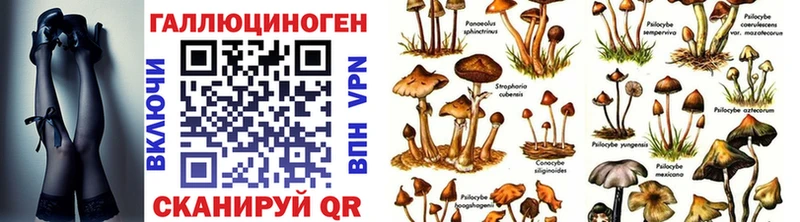 omg ссылка Бологое Псилоцибиновые грибы Psilocybine cubensis